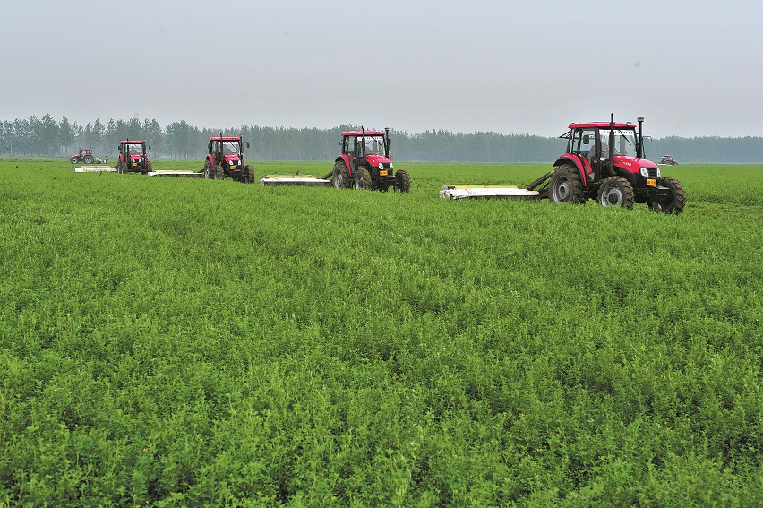 庫倫旗牧草銷售與種植 畜牧漁業(yè)飼料產(chǎn)業(yè)鏈的優(yōu)化與發(fā)展