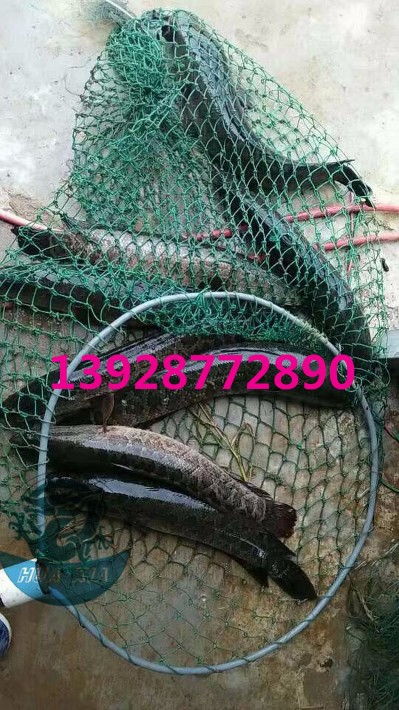 浙江烏鱧魚苗批發價格實惠，廣東華夏漁業航空助力高效運輸