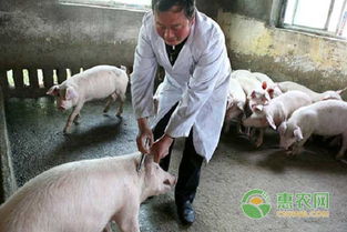 中草藥飼料添加劑 引領畜牧養殖新技術的綠色變革